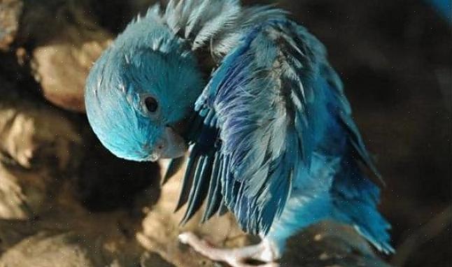 Preening tjener flere viktige formål for fugler