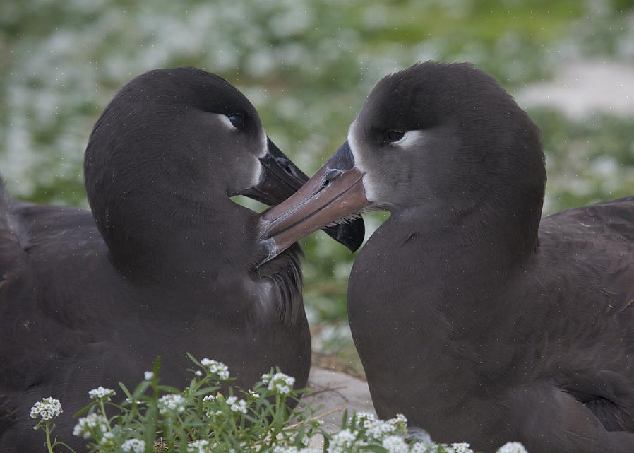 Preening er en fugles måte å stelle fjærene sine for å holde dem i best mulig stand