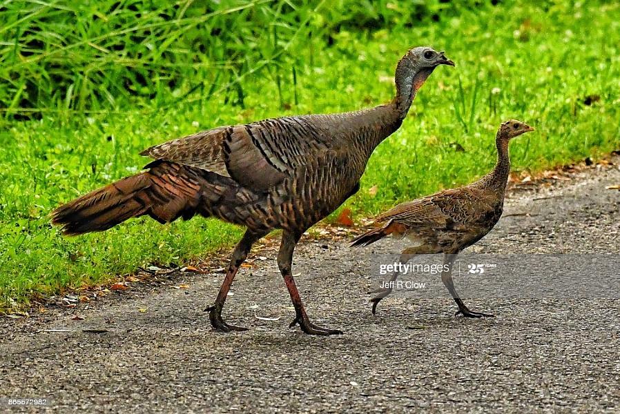 Mens ocellated kalkuner er en tydelig annen art enn deres kalkuner til kalkuner