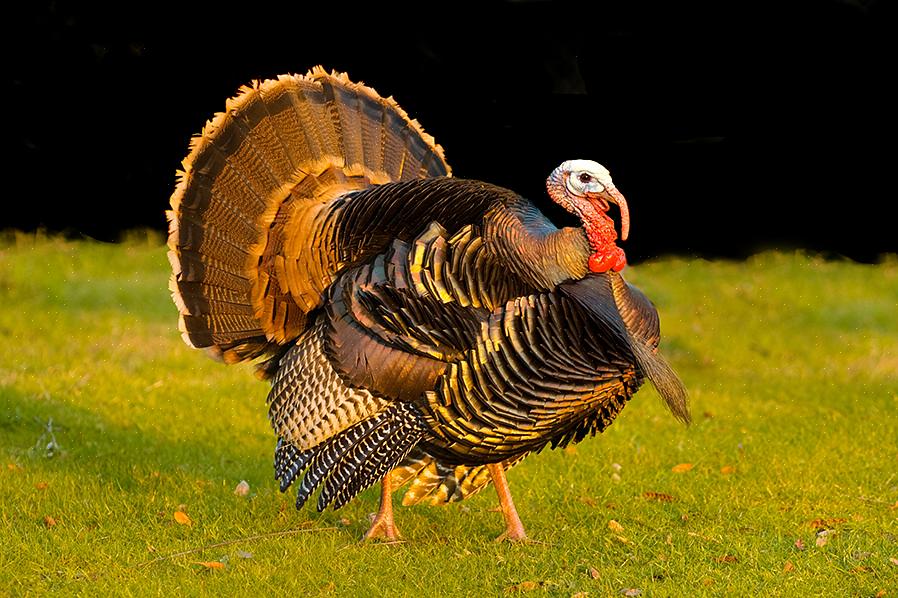 Og søker alltid et nytt måltid eller en matbit