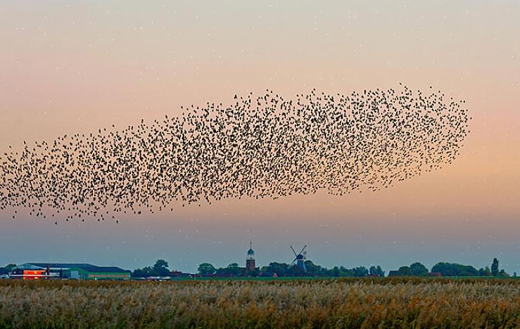 Andre ikke så vanlige flokknavn som kan brukes til alle typer fugler