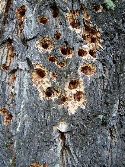 Det første trinnet for å stoppe hakkespettskade er å lære hvorfor fuglene hakker