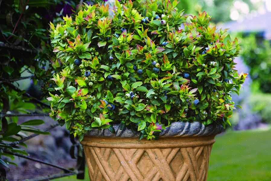 Trenger du minst to planter for pollinering