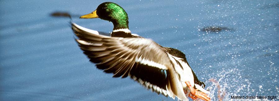Unngå å berøre fuglens kropp så mye som mulig med noen del av huden din eller hanskene