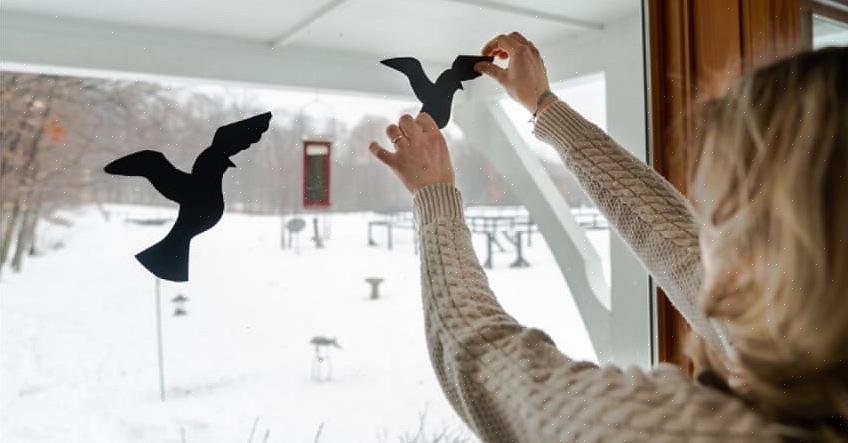 Til få en fugl til å slå et vindu