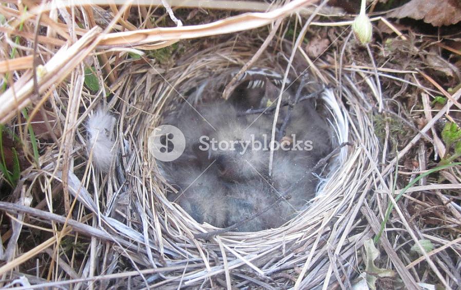 Andre matkilder fugler trenger for å oppdra ungene sine