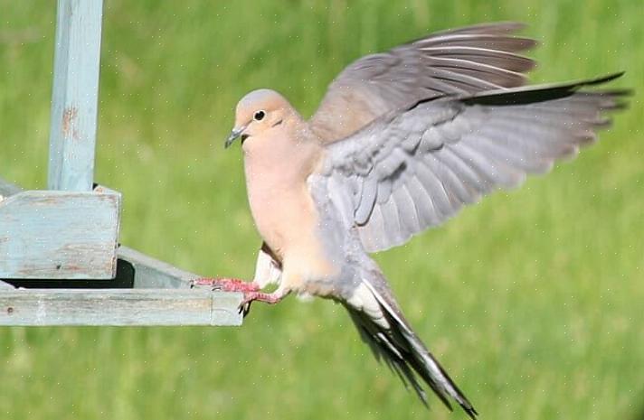 Det er lett å finne sørgeduer innenfor deres rekkevidde