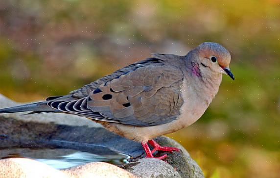 Sorgdueidentifikasjon