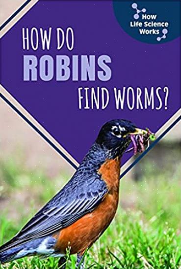 Ormer er den ideelle maten for altetende fugler som robins