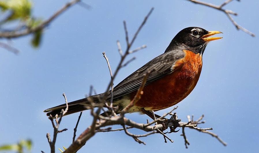 Ormer er også gode kilder til fett for energi