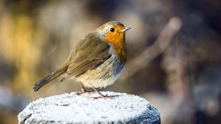 Er det mulig å tiltrekke seg troster