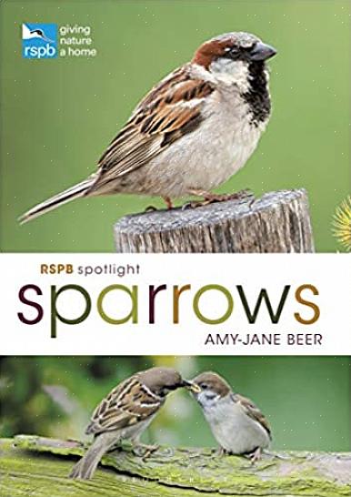 Dette er en kjent fugl i Vest-Europa