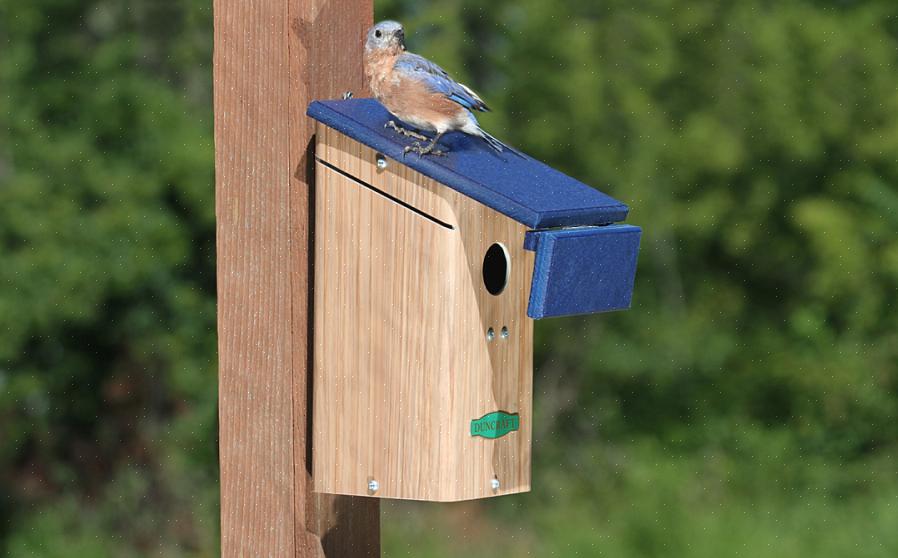 Men mens noen wrens bygger sine egne forseggjorte strukturer