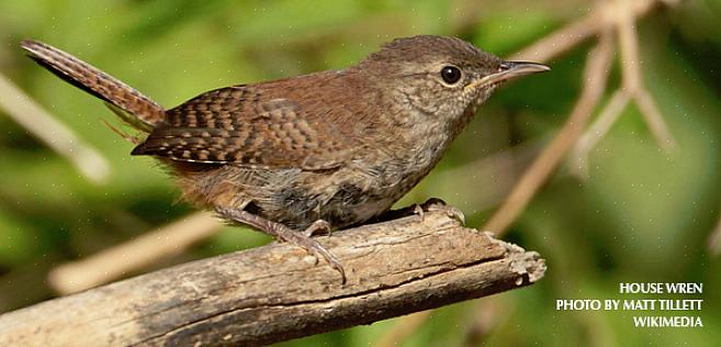 Hvis fugler hekker der det rotet er problematisk