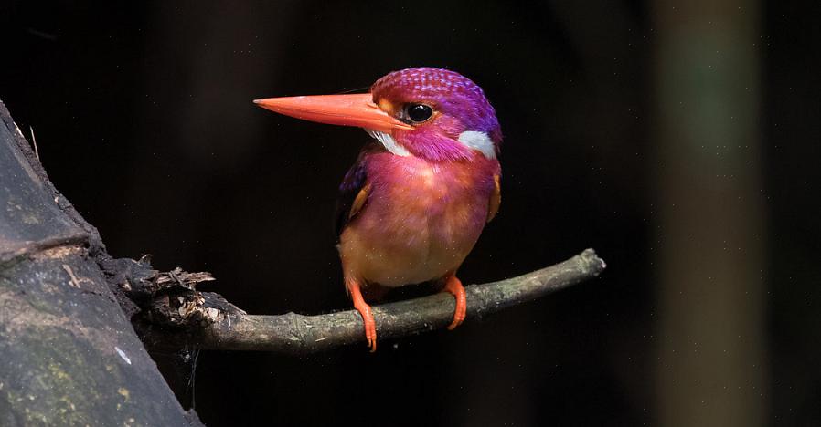 Hvor lenge babyfugler trenger å modnes