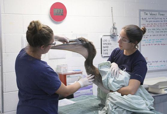 En syk fugl kan derimot vise uvanlig oppførsel