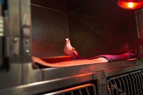 Ikke alle syke fugler vil ha symptomer på en sykdom