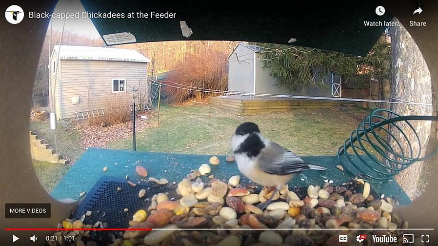 Og det er mange forskjellige måter fugler kan samle mat på