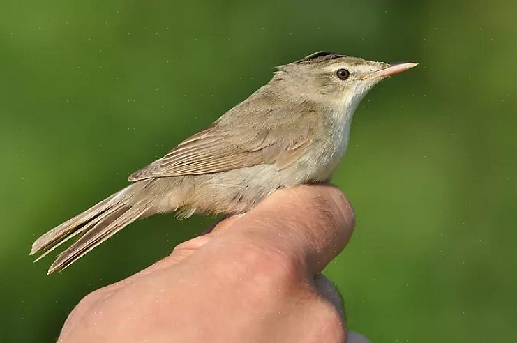 Primærfjærene utgjør den lengste delen av en fugls brettede vinge