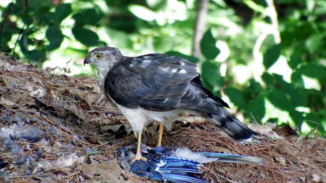 Selv om små Cooper's hauker kan være av samme størrelse som store kvinnelige sharks-shinned hauk