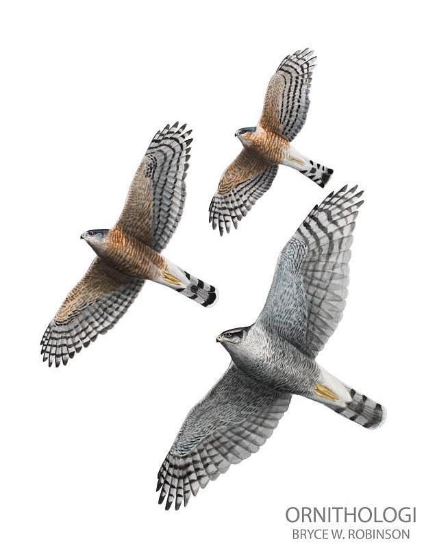 Som alle rovfugler vil skarpt skinnete hauker sveve over territoriet for å finne byttedyr