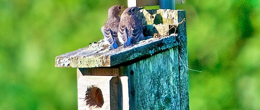 Vil større fugler ofte true andre hekkende fugler