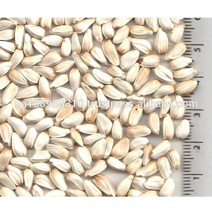 Saflorfrø er frøene til den årlige saflorplanten