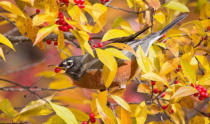 Ulike fugler som forskjellige busker