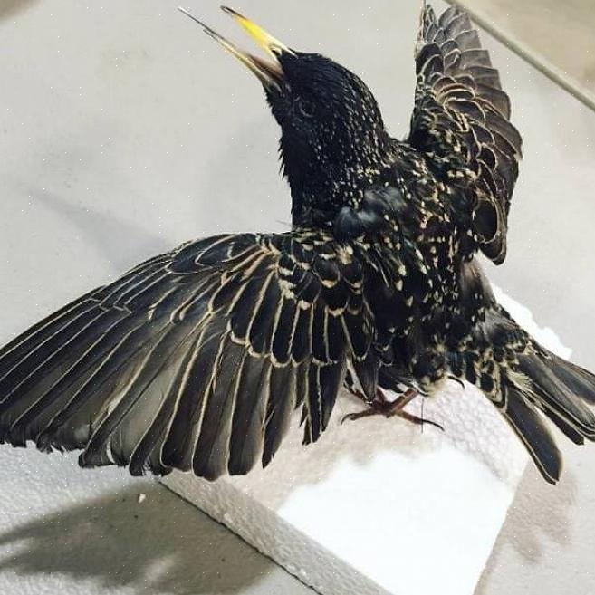 Europeiske stær er ikke vanskelig å finne