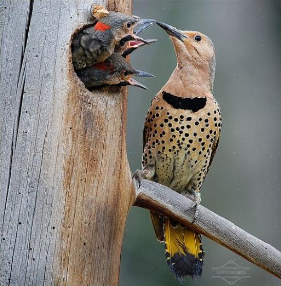 Nordlige flimring er ikke så utfordrende å finne innenfor deres rekkevidde