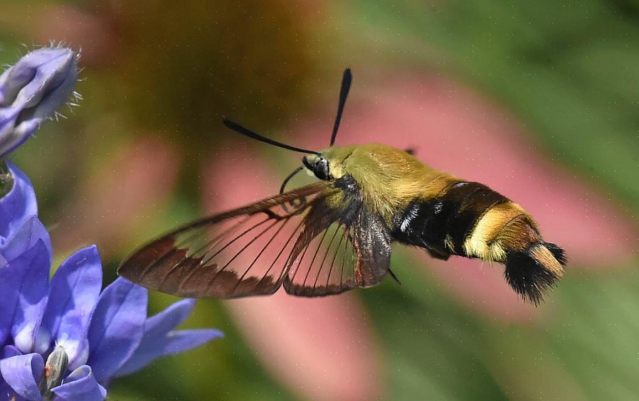 Kolibri-møll deler mange vanlige egenskaper med kolibrier