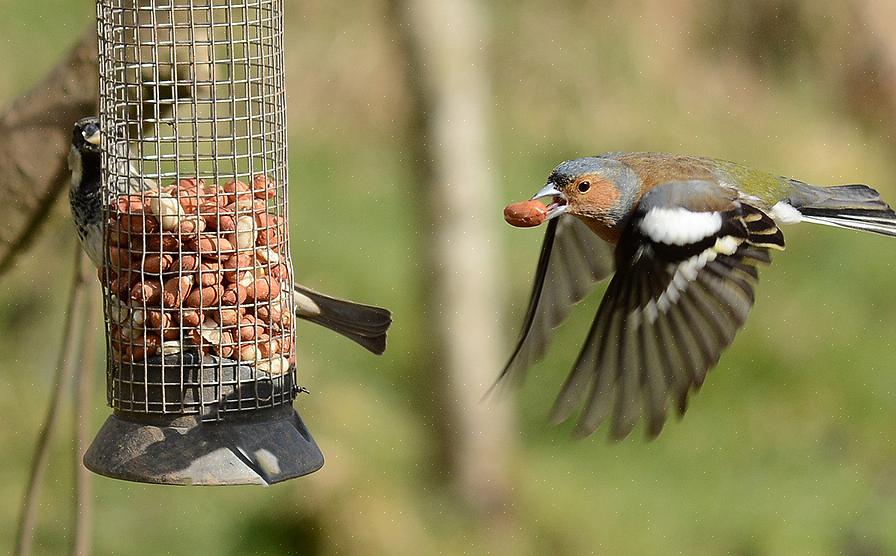Tørr fuglefrø er sunnere