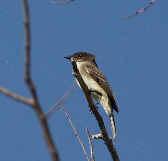 Eastern phoebe identifikasjon