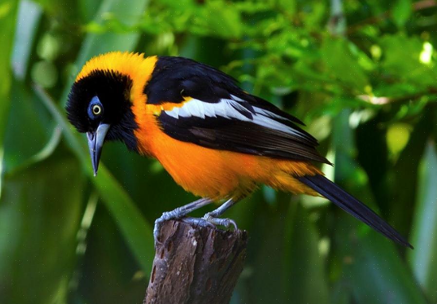 Venezuelansk Troupial