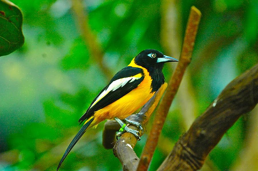 Ved første øyekast ser den venezuelanske troppen ut som en oriole