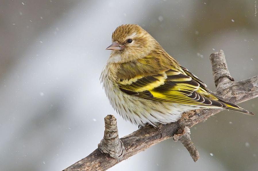 Pine siskin green morphs er sjeldne