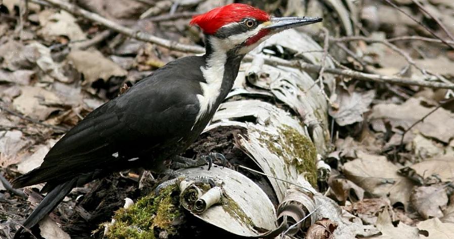 Pileated identifisering av hakkespett