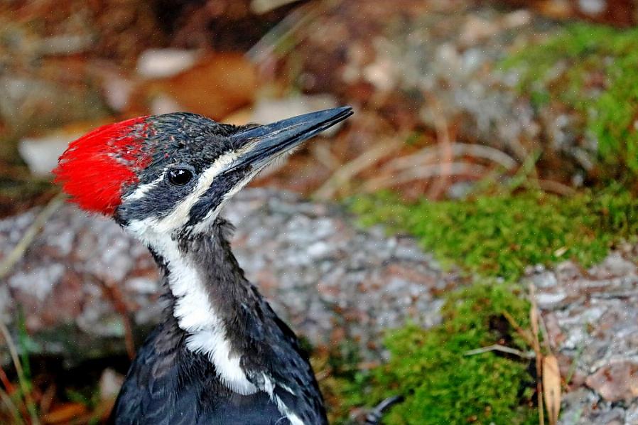 Pileated hakkespett vs