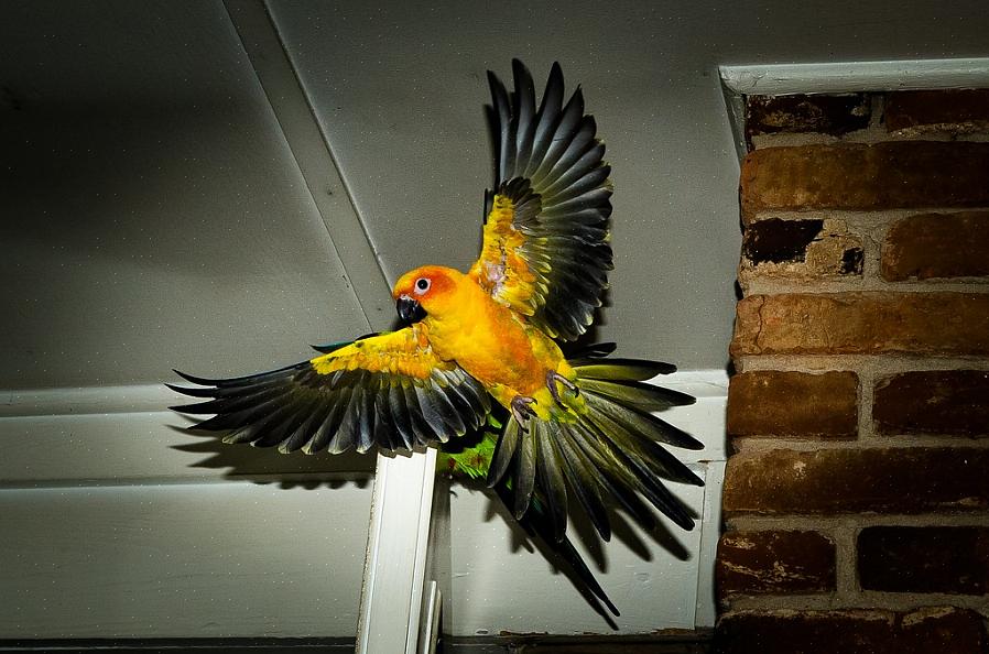 Og forskjellige fugler engasjerer seg i forskjellige typer lek for å hjelpe dem med å utvikle en rekke