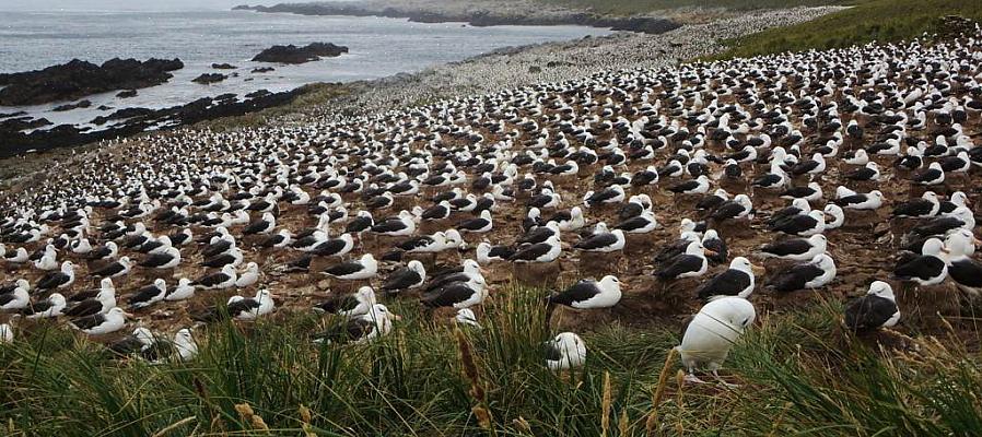 Heldigvis er det lett å avhjelpe truslene ballonger utgjør for fugler
