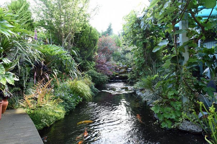 Dette tørketolerante palmetreet vokser raskt