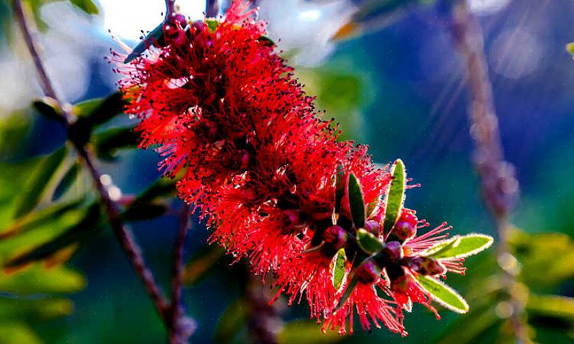 Eller Callistemon viminalis